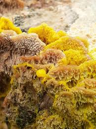 Attēlu rezultāti vaicājumam “Fuligo septica cf. rufa plasmodium”