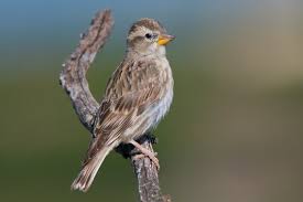 Image result for Petronia petronia