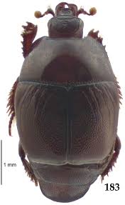 Attēlu rezultāti vaicājumam “Hypocaccus rugiceps”