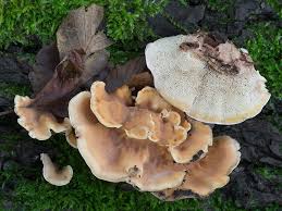 Attēlu rezultāti vaicājumam “Abortiporus biennis”