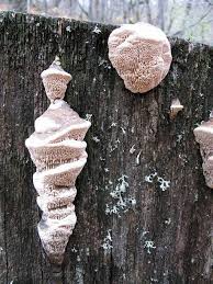 Attēlu rezultāti vaicājumam “Postia tephroleucus”