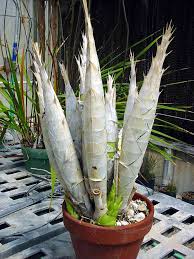 Attēlu rezultāti vaicājumam “Craterium aureum stalked”