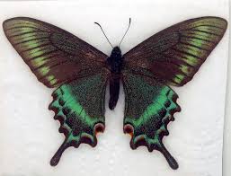 Attēlu rezultāti vaicājumam “Papilionidae”