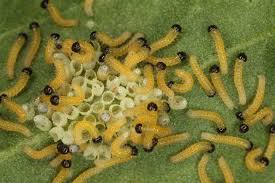 Attēlu rezultāti vaicājumam “Pieris brassicae”