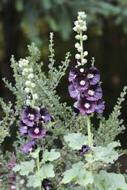 Image result for Alcea rosea nigra