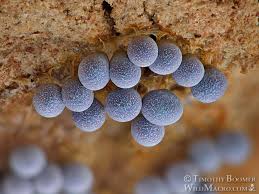 Attēlu rezultāti vaicājumam “Badhamia lilacina macro”