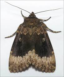 Attēlu rezultāti vaicājumam “Amphipyra perflua”