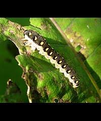 Attēlu rezultāti vaicājumam “Tenthredo mandibularis”