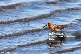 Attēlu rezultāti vaicājumam “Calidris ferruginea adult”