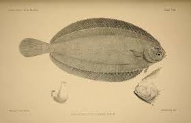 Image result for Glyptocephalus cynoglossus