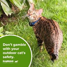 Image result for invisible cat