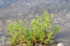Attēlu rezultāti vaicājumam “Veronica anagallis-aquatica”