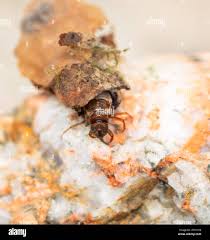 Attēlu rezultāti vaicājumam “Glyphotaelius pellucidus”