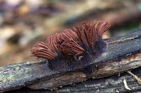 Attēlu rezultāti vaicājumam “Stemonitis flavogenita spores”