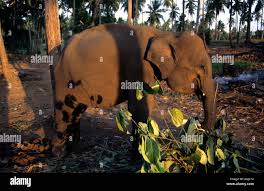 Image result for pinawella