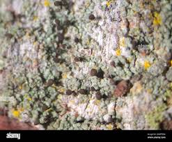 Attēlu rezultāti vaicājumam “Chaenotheca trichialis”