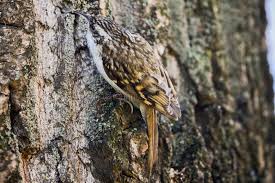 Attēlu rezultāti vaicājumam “Certhia familiaris”