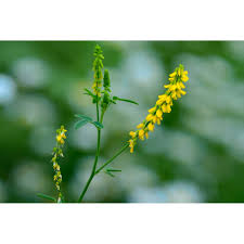 Attēlu rezultāti vaicājumam “Melilotus officinalis”