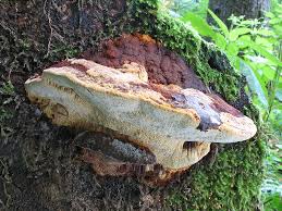 Attēlu rezultāti vaicājumam “Gloeophyllum odoratum”