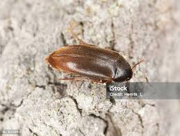 Attēlu rezultāti vaicājumam “Opatrum sabulosum”