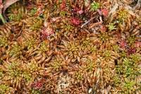 Attēlu rezultāti vaicājumam “Sphagnum austinii”