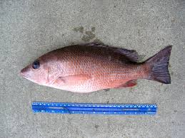 Image result for Lutjanus griseus