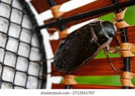 Attēlu rezultāti vaicājumam “Dasytes caeruleus imago”