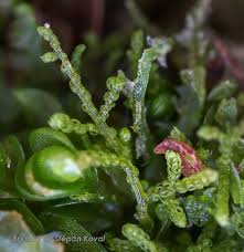 Attēlu rezultāti vaicājumam “Kurzia pauciflora”