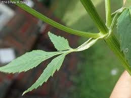 Attēlu rezultāti vaicājumam “Aegopodium podagraria leaf”