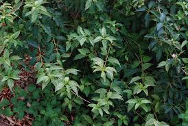 Attēlu rezultāti vaicājumam “Forsythia viridissima”