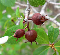 Attēlu rezultāti vaicājumam “Amelanchier spicata fruit”