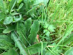 Attēlu rezultāti vaicājumam “Leontodon hispidus leaf”