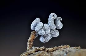 Attēlu rezultāti vaicājumam “Physarum compressum”