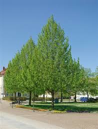 Attēlu rezultāti vaicājumam “Tilia cordata”