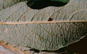 Attēlu rezultāti vaicājumam “Salix cinerea leaf”