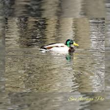 Attēlu rezultāti vaicājumam “Anas platyrhynchos male”