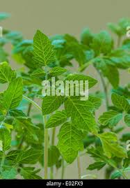 Attēlu rezultāti vaicājumam “Lycopersicon esculentum leaf”