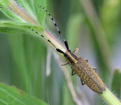 Attēlu rezultāti vaicājumam “Agapanthia villosoviridescens”