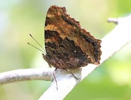 Attēlu rezultāti vaicājumam “Nymphalis polychloros”