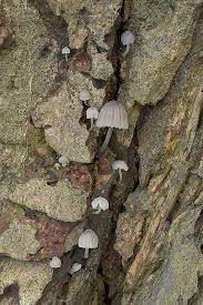 Attēlu rezultāti vaicājumam “Mycena pseudocorticola”