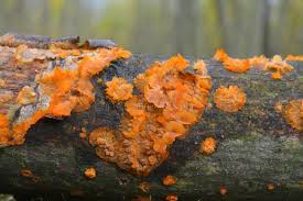 Attēlu rezultāti vaicājumam “Phlebia radiata”