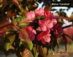 Attēlu rezultāti vaicājumam “Malus”