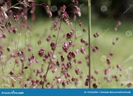 Attēlu rezultāti vaicājumam “Briza media bud”