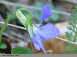 Attēlu rezultāti vaicājumam “Viola canina flower”