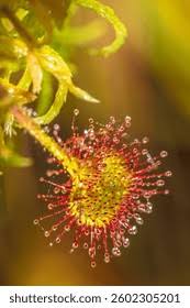 Attēlu rezultāti vaicājumam “Drosera rotundifolia leaf”