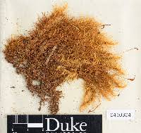 Attēlu rezultāti vaicājumam “Dicranum polysetum sporophyte”