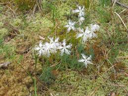 Attēlu rezultāti vaicājumam “Dianthus arenarius bud”