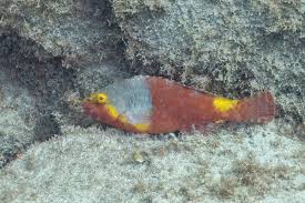 Image result for Sparisoma cretense