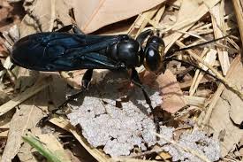Attēlu rezultāti vaicājumam “Crabronidae”