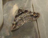 Attēlu rezultāti vaicājumam “Cleora cinctaria”